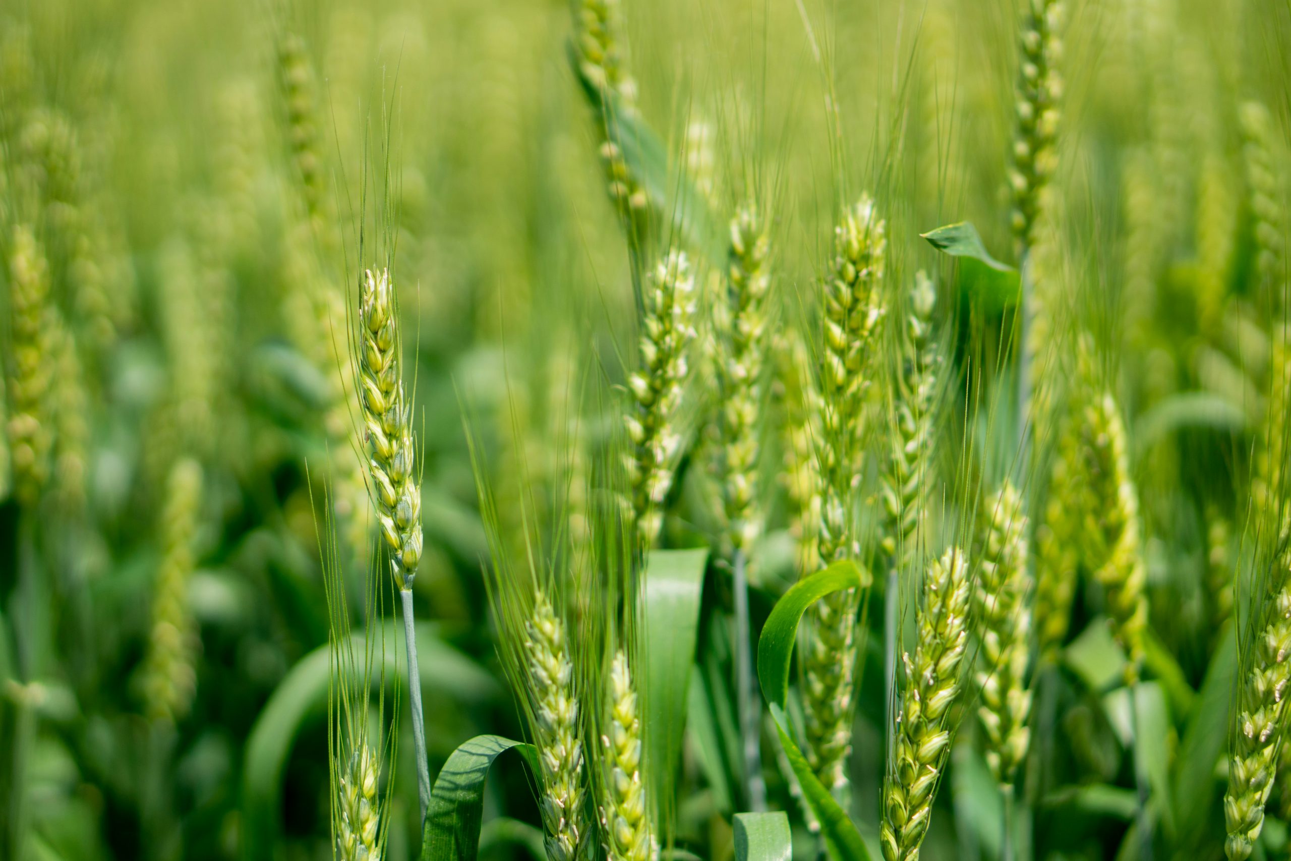 Soil Moisture Monitoring